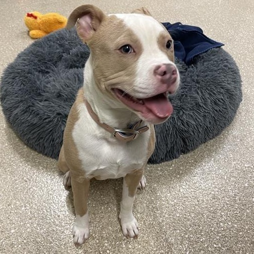 Enlarge Chloe, a ADOPTABLE Pit Bull Terrier in Prince Frederick, MD image 6/6