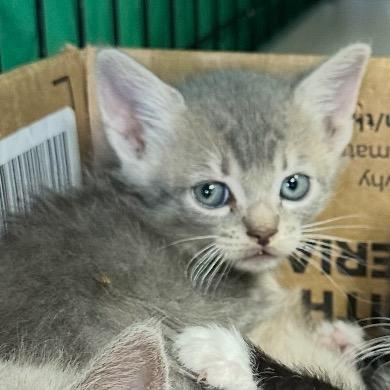 Enlarge Linus, a Adoptable Domestic Short Hair in Miami, FL image 2/2