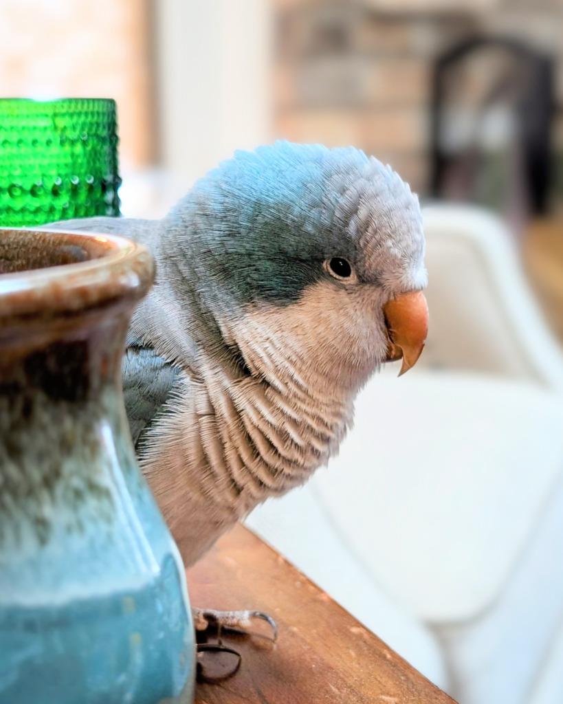 Midna, Adoptable, Adult Female Quaker Parakeet.