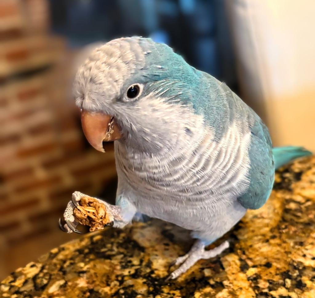 Enlarge Midna, a Adoptable Quaker Parakeet in Ballwin, MO image 2/6