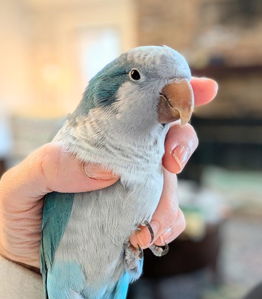 Enlarge Midna, a Adoptable Quaker Parakeet in Ballwin, MO image 3/6