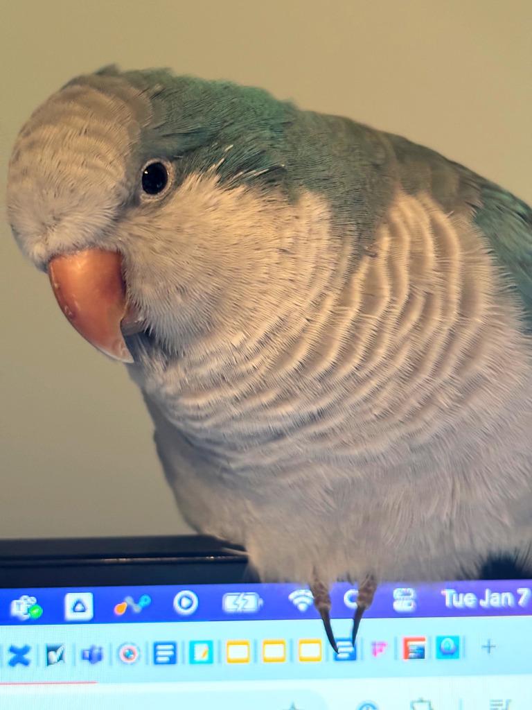Enlarge Midna, a Adoptable Quaker Parakeet in Ballwin, MO image 4/6