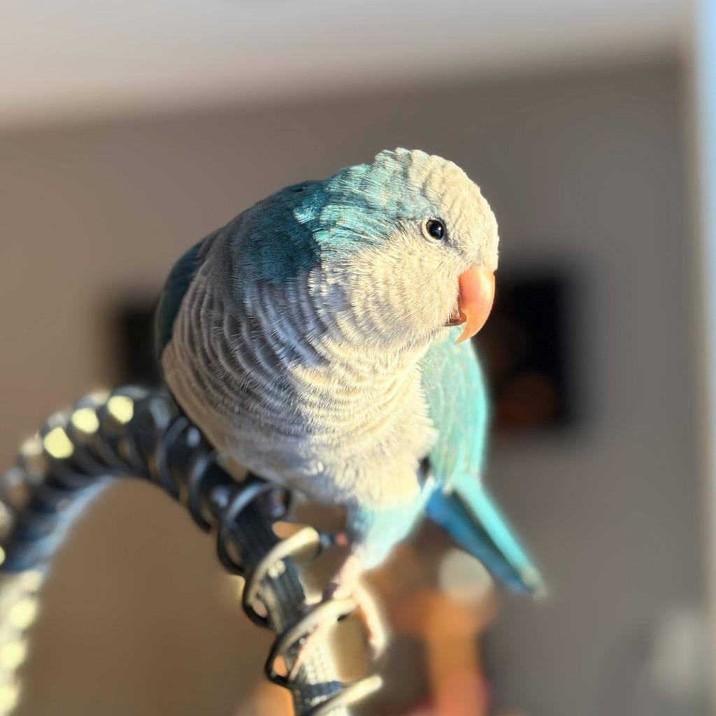 Enlarge Midna, a Adoptable Quaker Parakeet in Ballwin, MO image 5/6