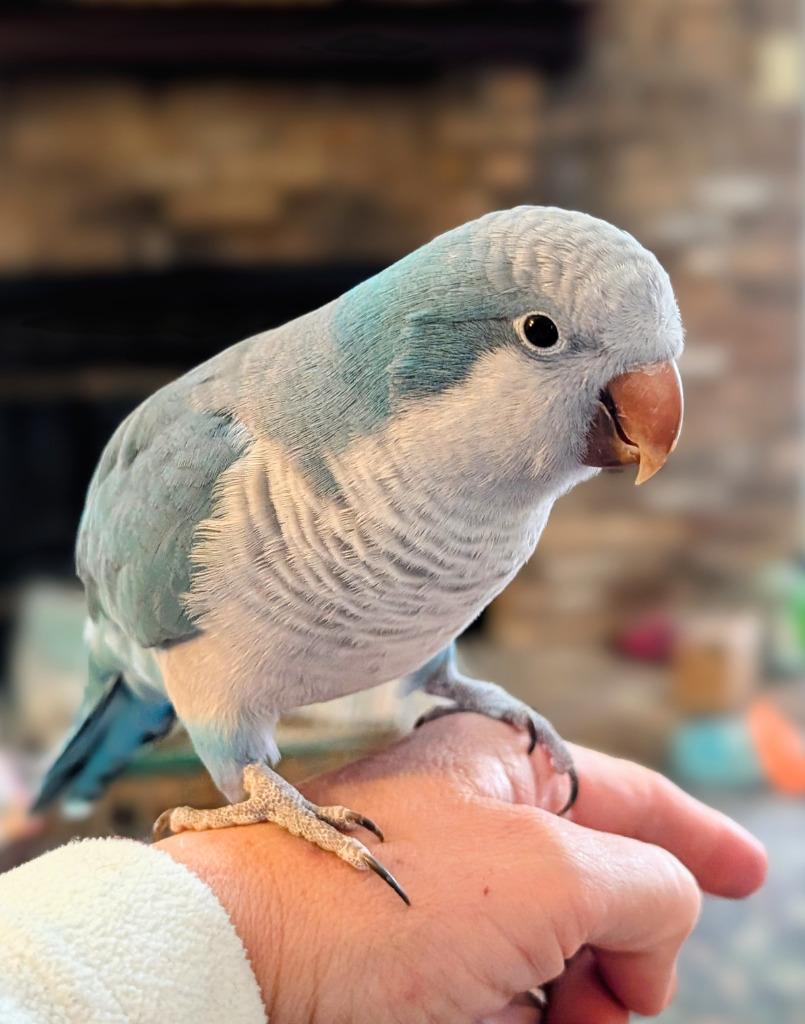 Enlarge Midna, a Adoptable Quaker Parakeet in Ballwin, MO image 6/6