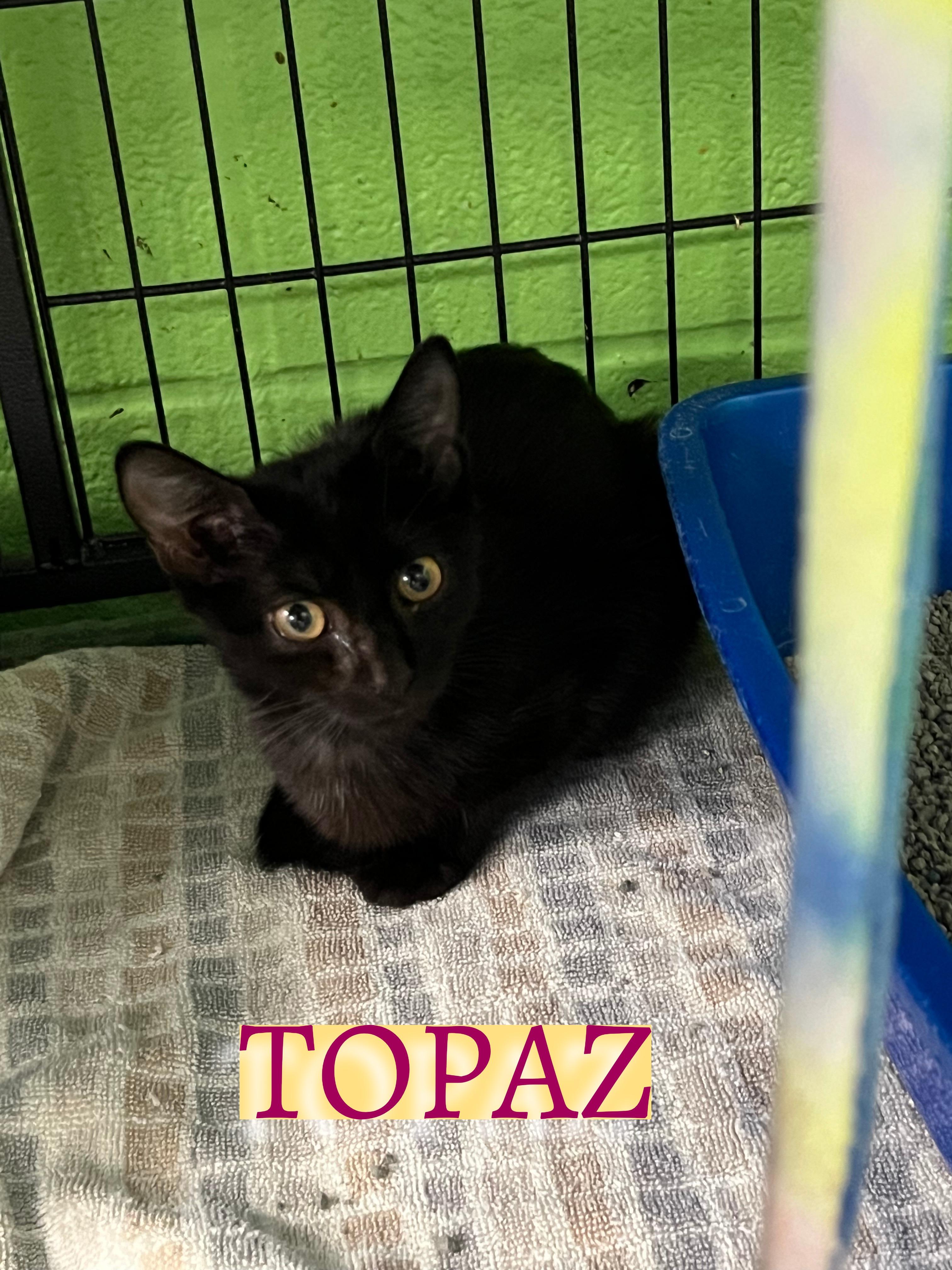 Enlarge Topaz, an adopted Tabby in Pompton Plains, NJ image 1/1