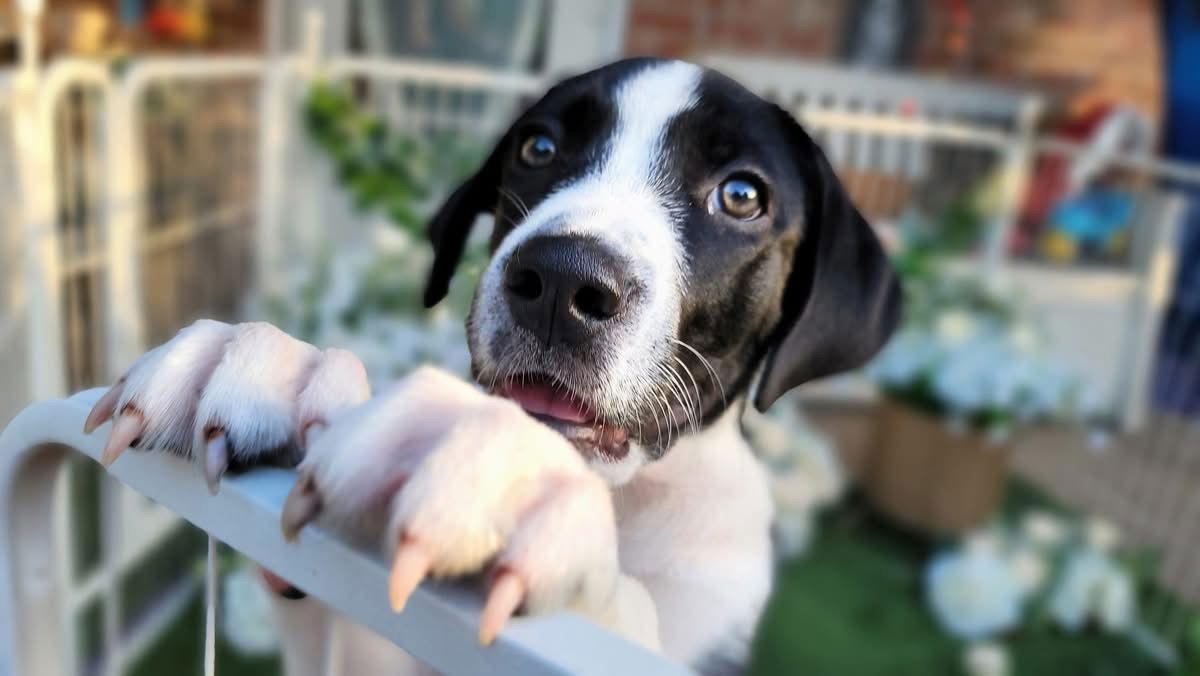 Enlarge Humphry, a Adoptable mixed breed in Austin, TX image 5/6