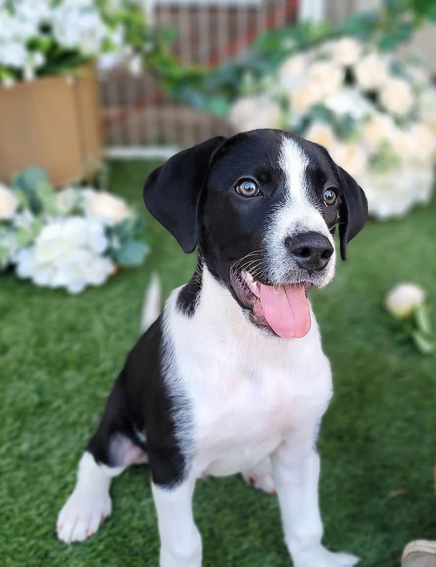 Enlarge Humphry, a Adoptable mixed breed in Austin, TX image 2/6