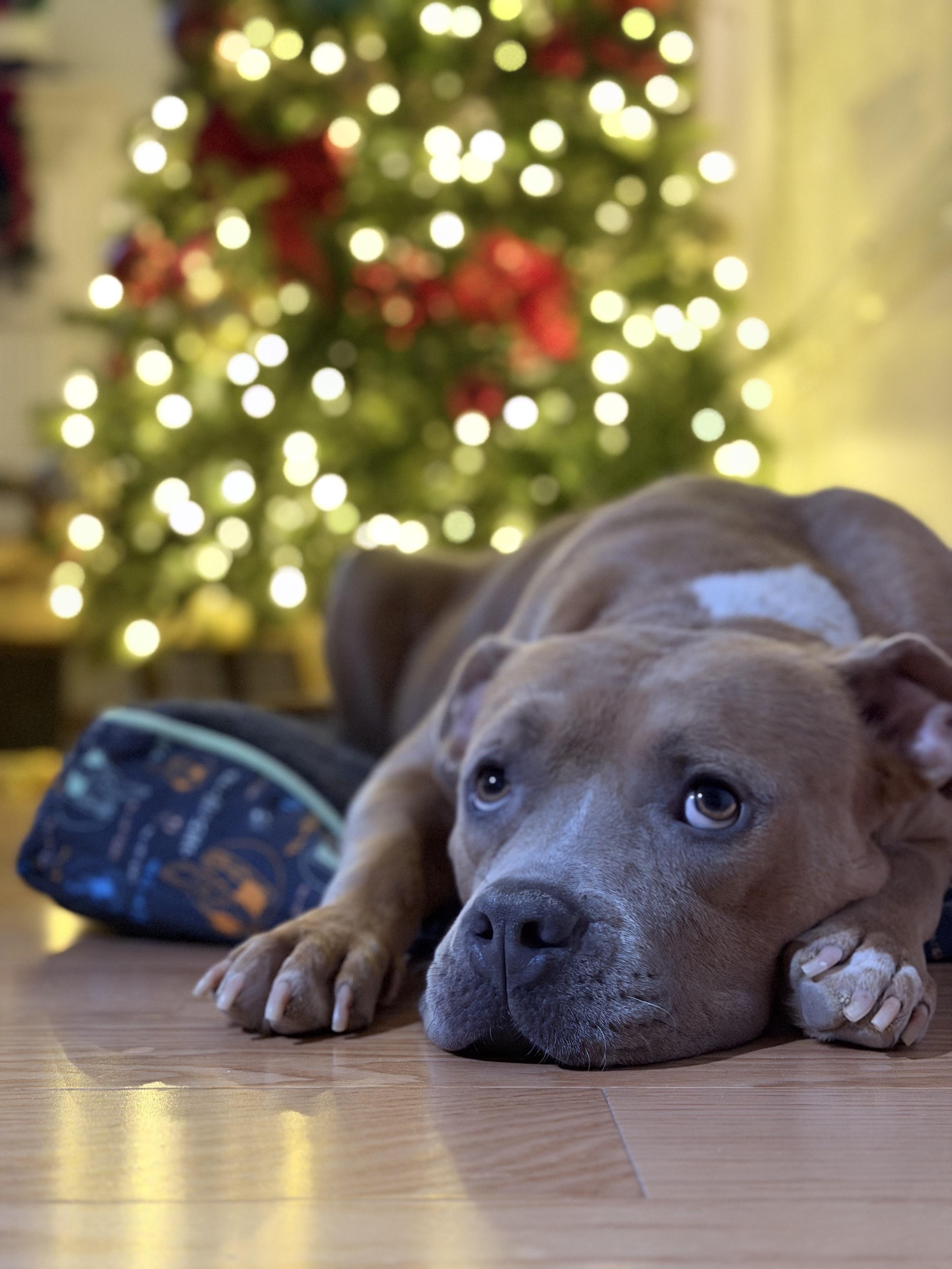 Kyra, a Adoptable mixed breed in Santa Monica, CA image 3/6