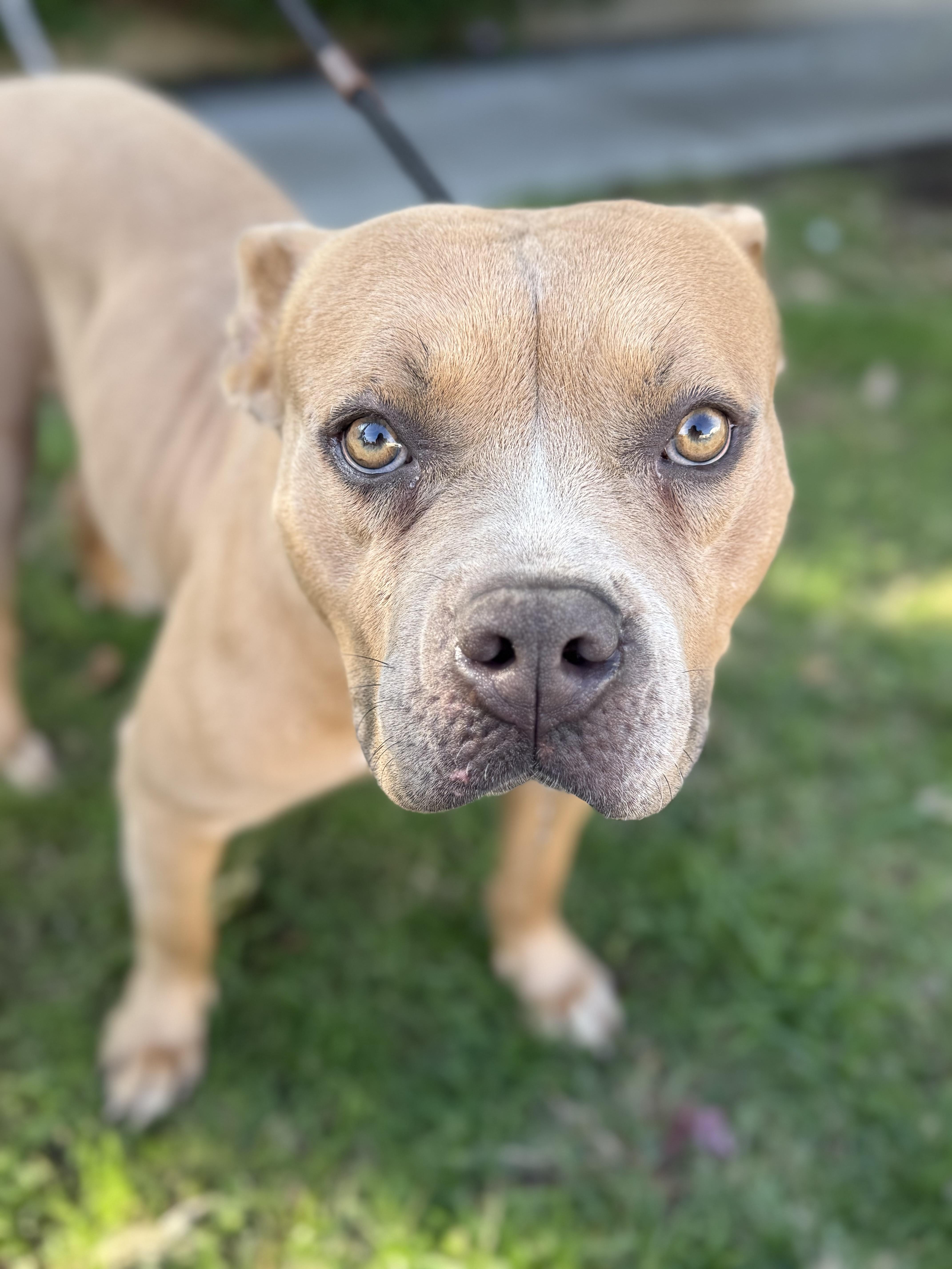 Kyra, a Adoptable mixed breed in Santa Monica, CA image 1/6