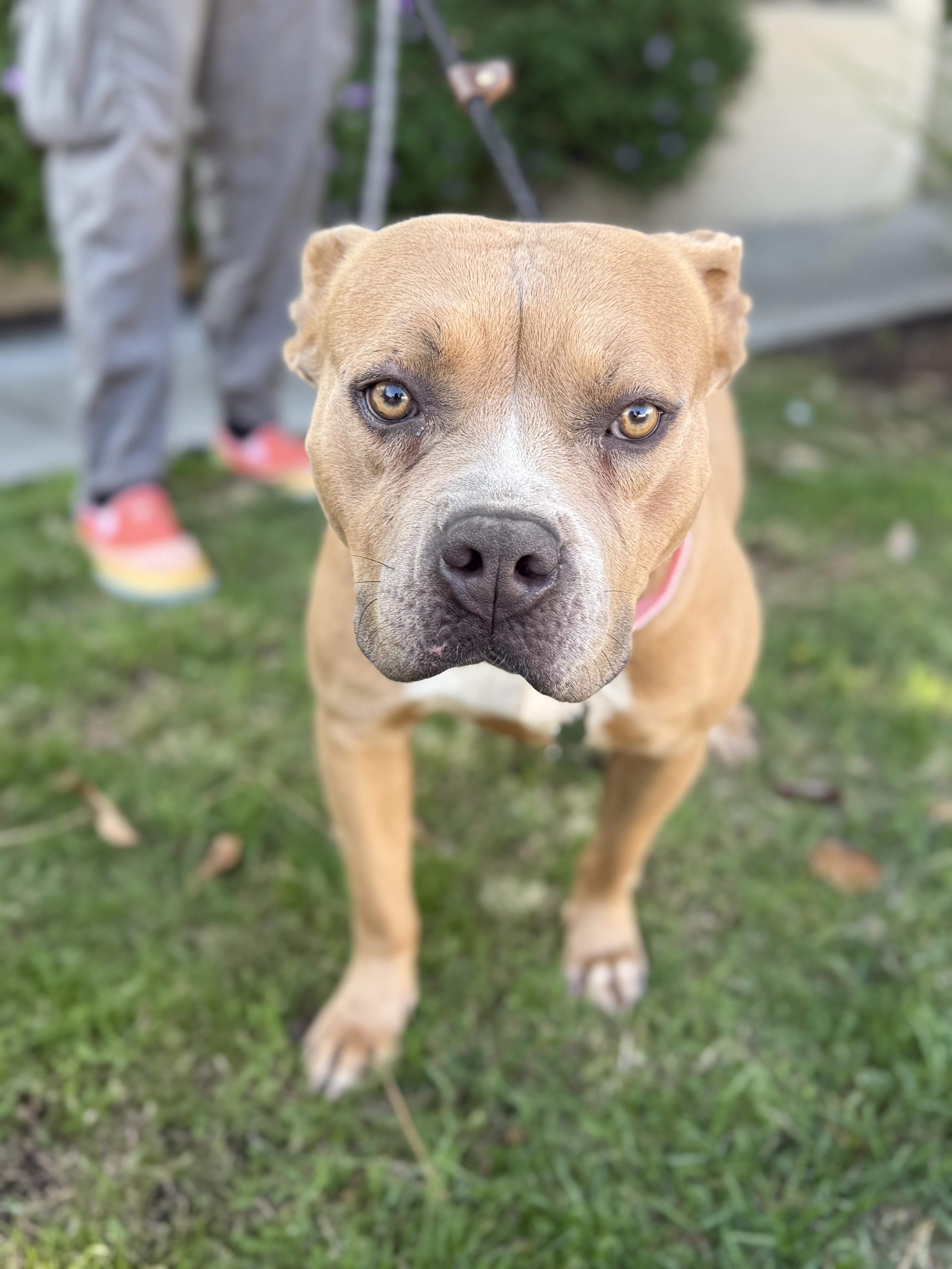 Kyra, a Adoptable mixed breed in Santa Monica, CA image 6/6