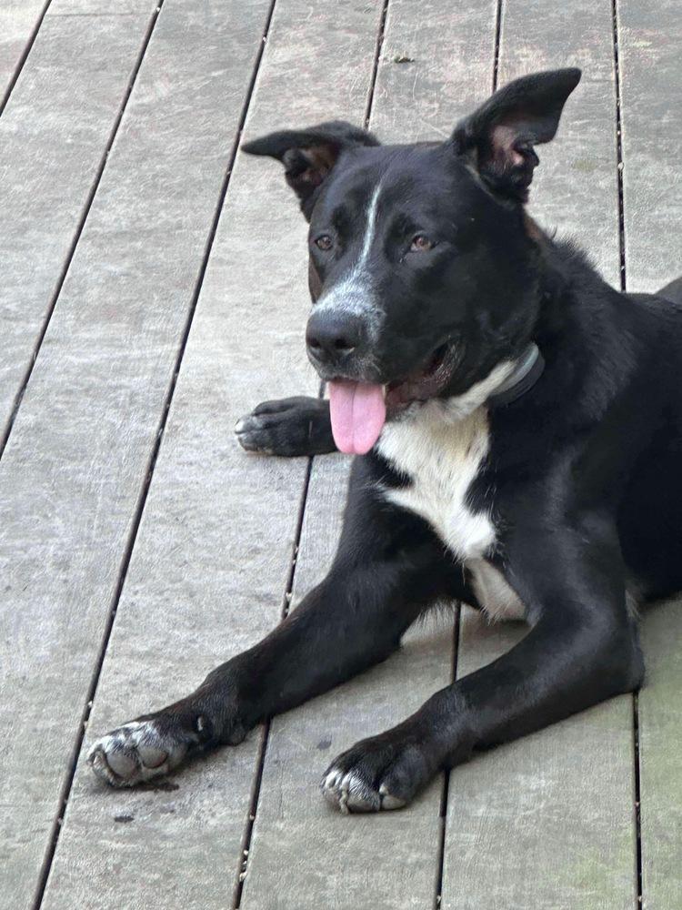 Enlarge Rolo, a Adoptable mixed breed in Valley Stream, NY image 1/6