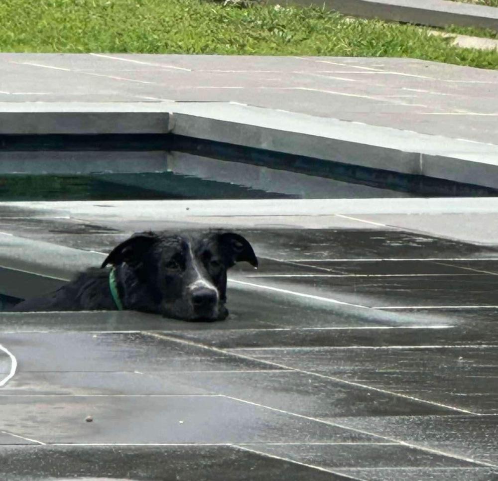 Enlarge Rolo, a Adoptable mixed breed in Valley Stream, NY image 2/6