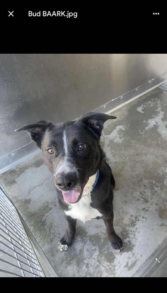 Enlarge Rolo, a Adoptable mixed breed in Valley Stream, NY image 3/6