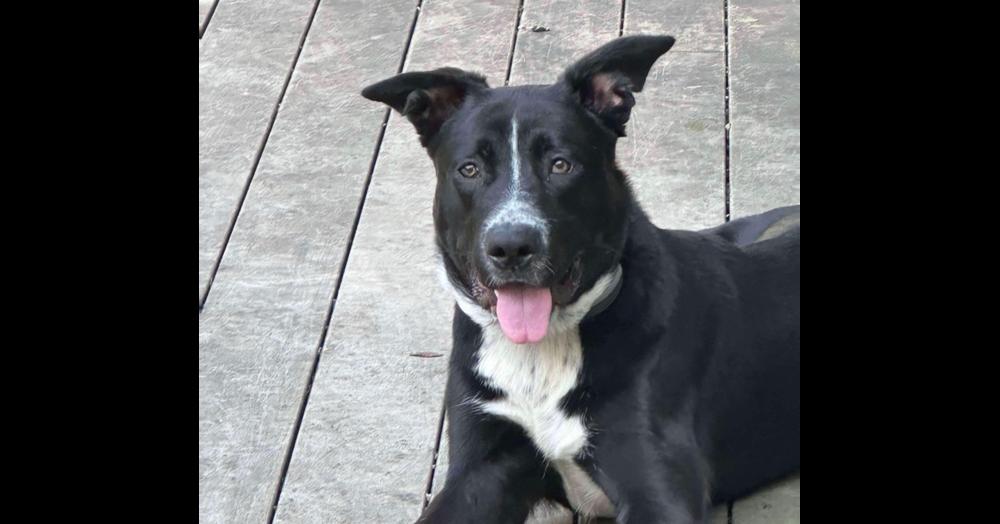 Enlarge Rolo, a Adoptable mixed breed in Valley Stream, NY image 4/6