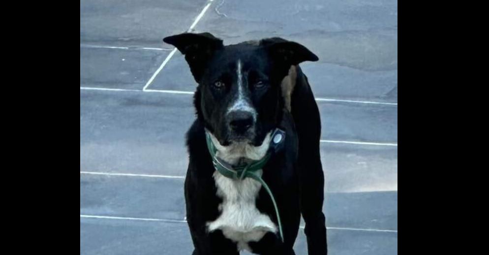 Enlarge Rolo, a Adoptable mixed breed in Valley Stream, NY image 5/6