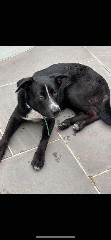 Enlarge Rolo, a Adoptable mixed breed in Valley Stream, NY image 6/6