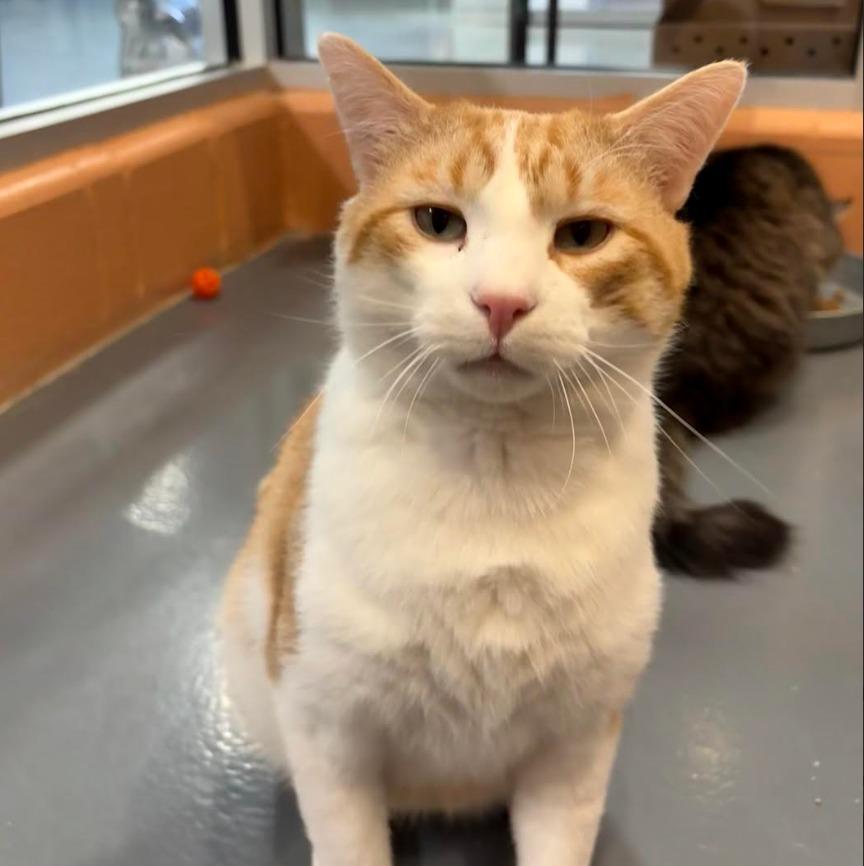 Jumbo Gumbo — thumbnail 4