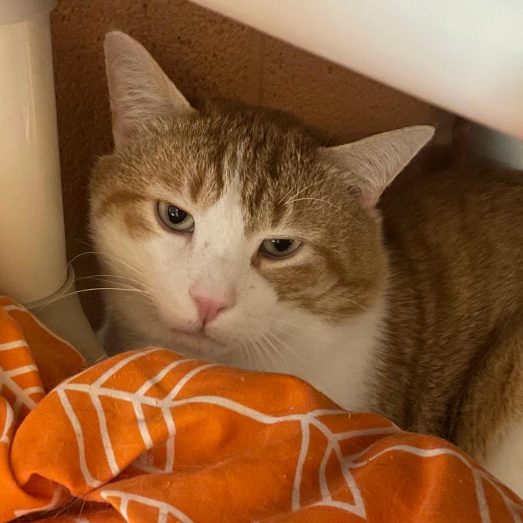 Jumbo Gumbo — thumbnail 6