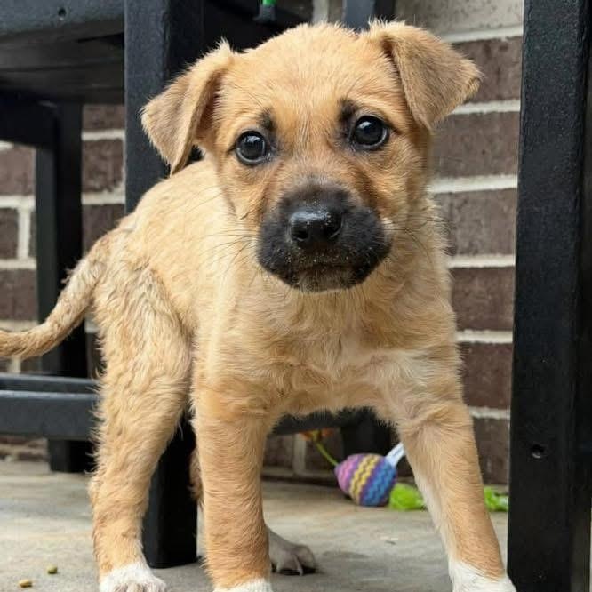 Enlarge Bucky, a Adoptable Mixed Breed in Yaphank, NY image 4/5