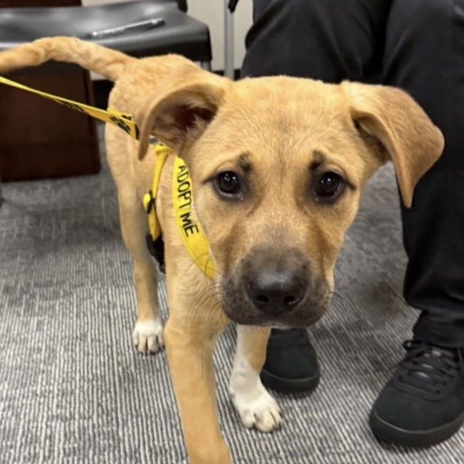 Bucky, Adoptable, Puppy Male Mixed Breed.