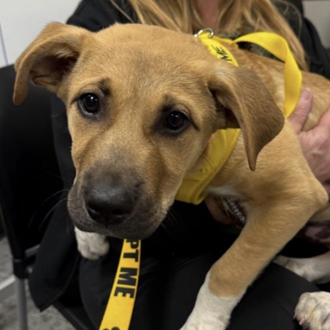Bucky, a Adoptable Mixed Breed in Yaphank, NY image 5/5
