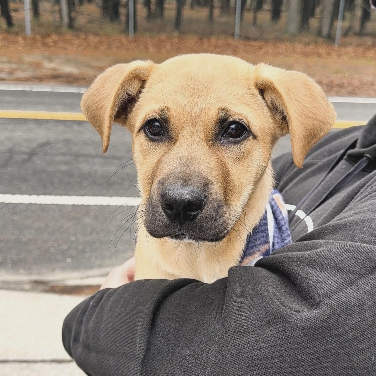 Bucky, Adoptable, Puppy Male Mixed Breed.