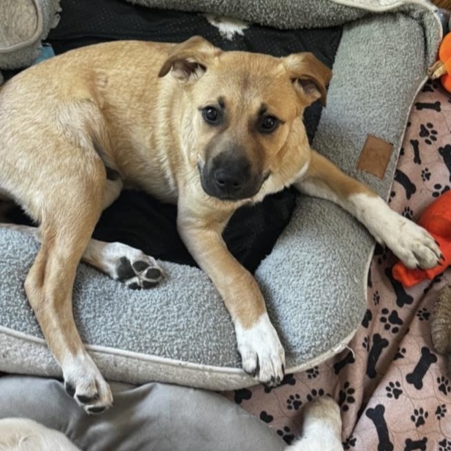 Bucky, a Adoptable Mixed Breed in Yaphank, NY image 4/5