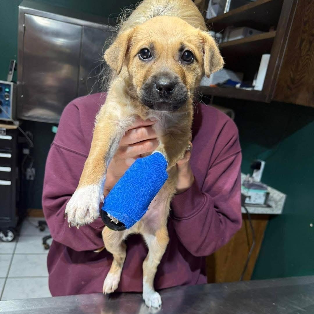 Enlarge Bucky, a Adoptable Mixed Breed in Yaphank, NY image 5/5