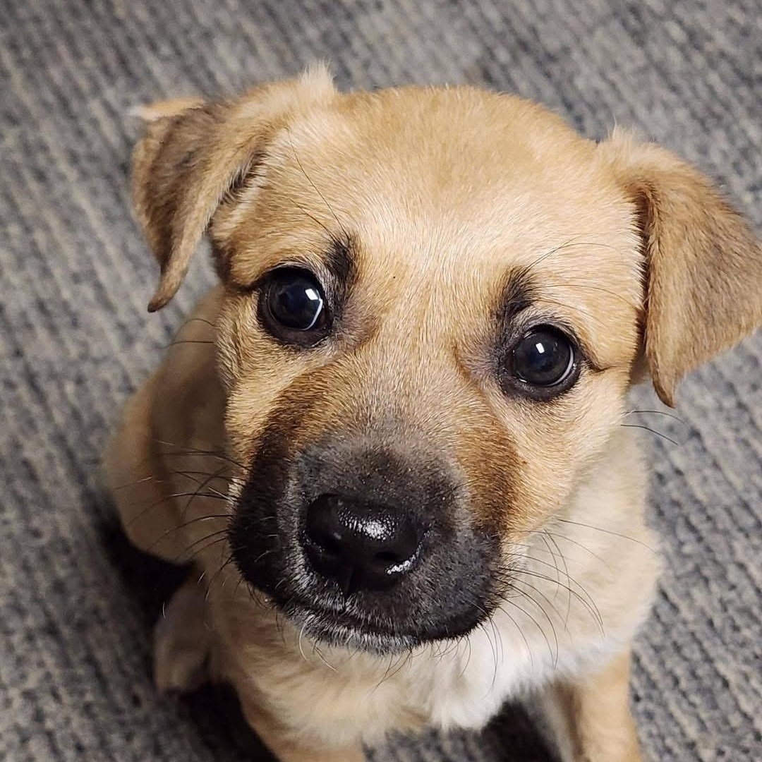 Enlarge Bucky, a Adoptable Mixed Breed in Yaphank, NY image 3/5