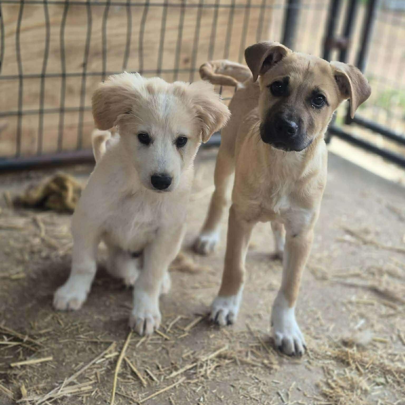 Enlarge Bucky, a Adoptable Mixed Breed in Yaphank, NY image 2/5