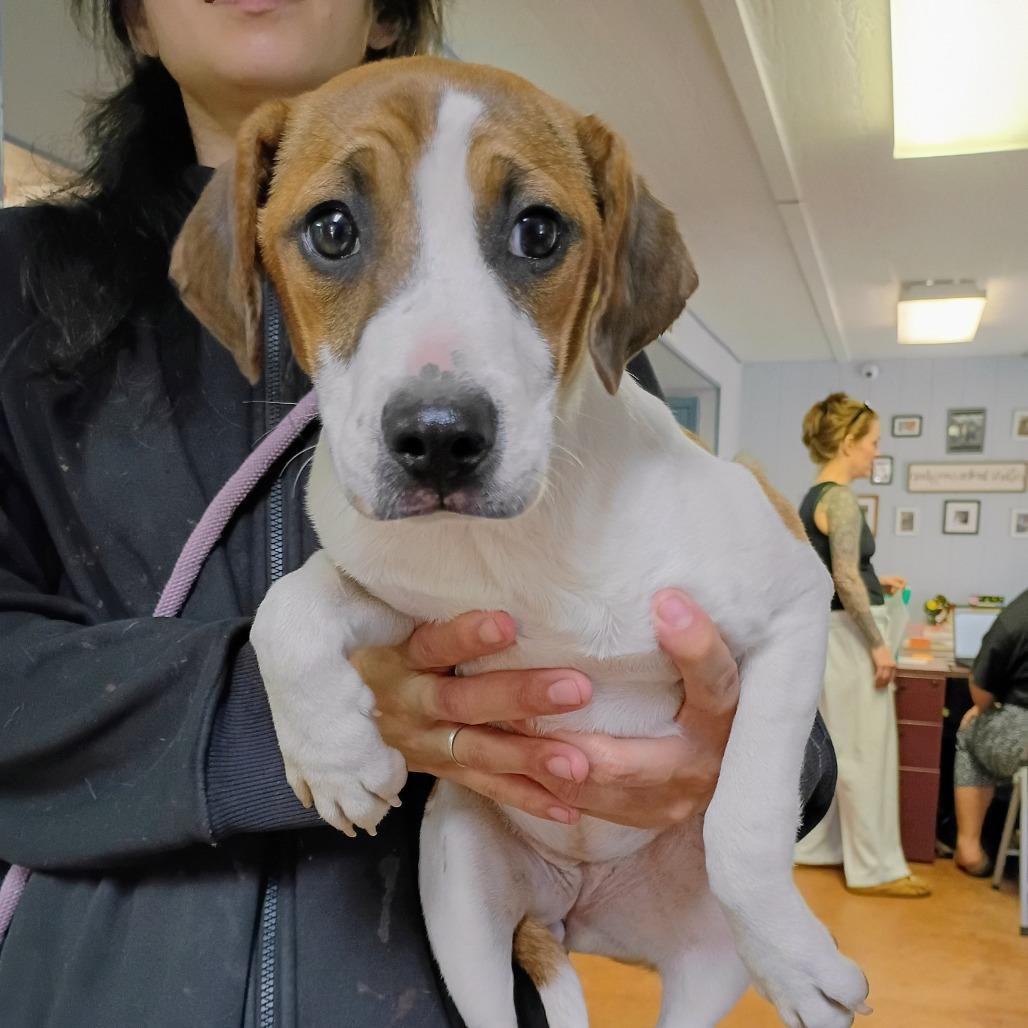 Enlarge Taffeta(Cream), a Adoptable Mixed Breed in Clarksville, AR image 1/3