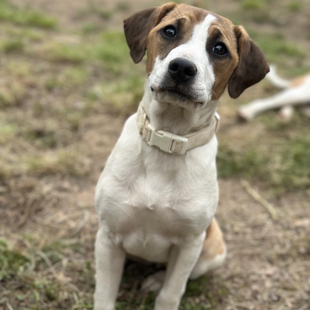 Enlarge Taffeta(Cream), a Adoptable Mixed Breed in Clarksville, AR image 2/3
