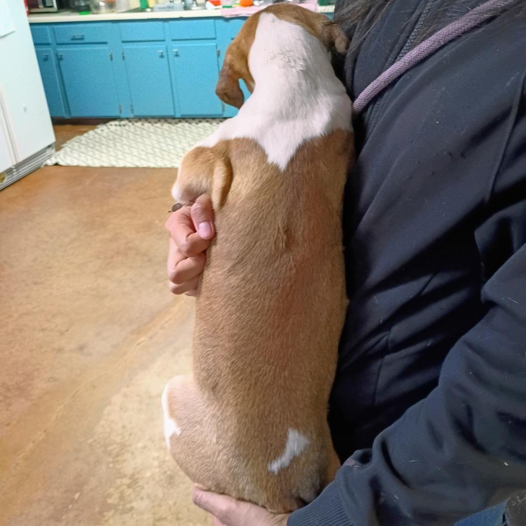 Enlarge Taffeta(Cream), a Adoptable Mixed Breed in Clarksville, AR image 3/3