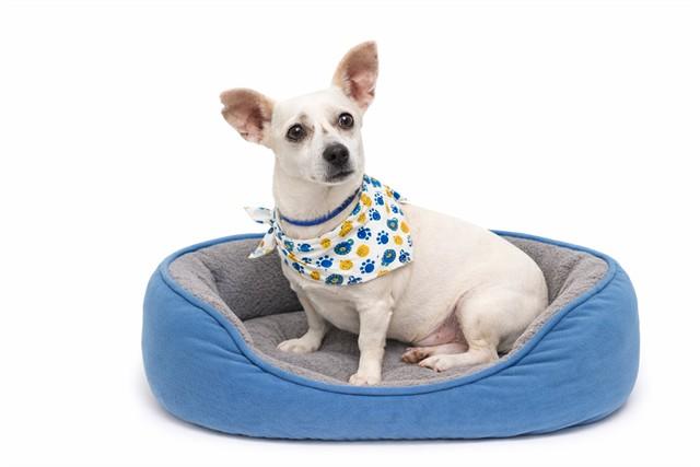 OLAF, Adoptable, Adult Male Australian Kelpie & Mixed Breed.