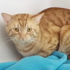 Bruce--Available with Bonded Companion, Sadie, Baby Male unknown