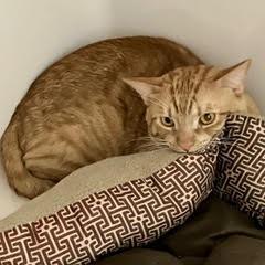 Bruce--Available with Bonded Companion, Sadie