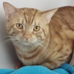 Bruce--Available with Bonded Companion, Sadie