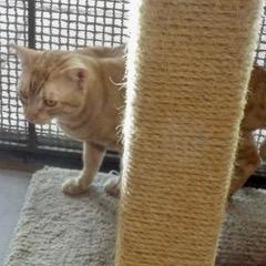 Bruce--Available with Bonded Companion, Sadie