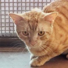 Bruce--Available with Bonded Companion, Sadie