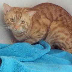 Bruce--Available with Bonded Companion, Sadie
