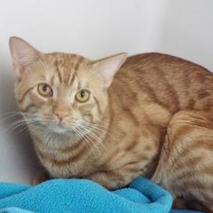 Bruce--Available with Bonded Companion, Sadie