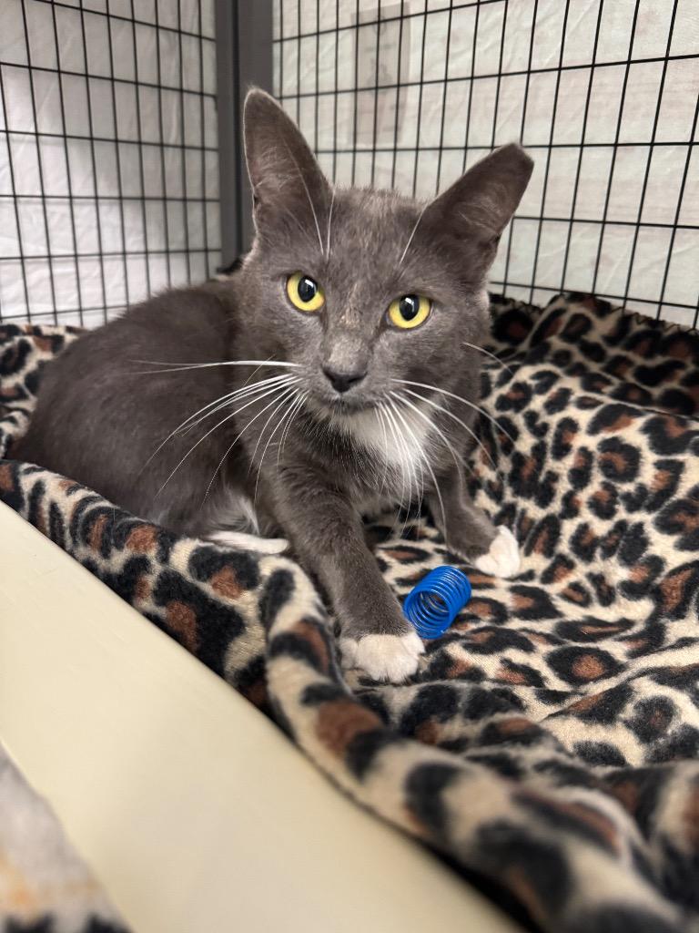 Storm, Adoptable, Young Female Domestic Short Hair.