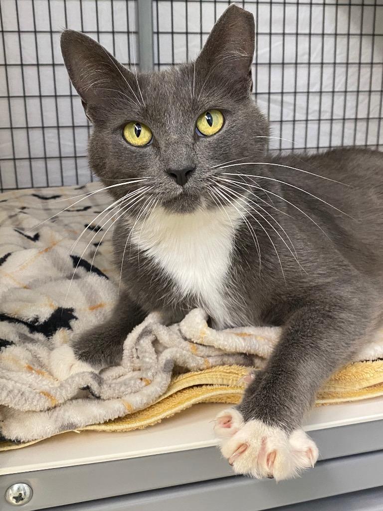Storm, a Adoptable mixed breed in Grants Pass, OR image 2/3
