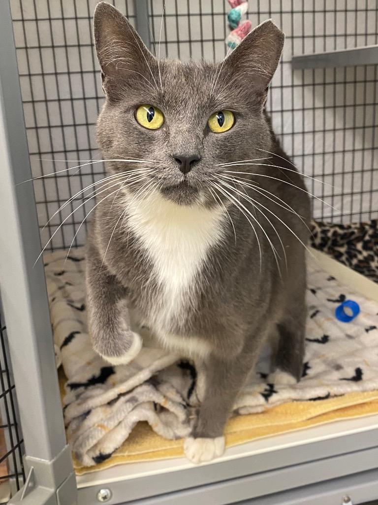 Storm, a Adoptable mixed breed in Grants Pass, OR image 3/3