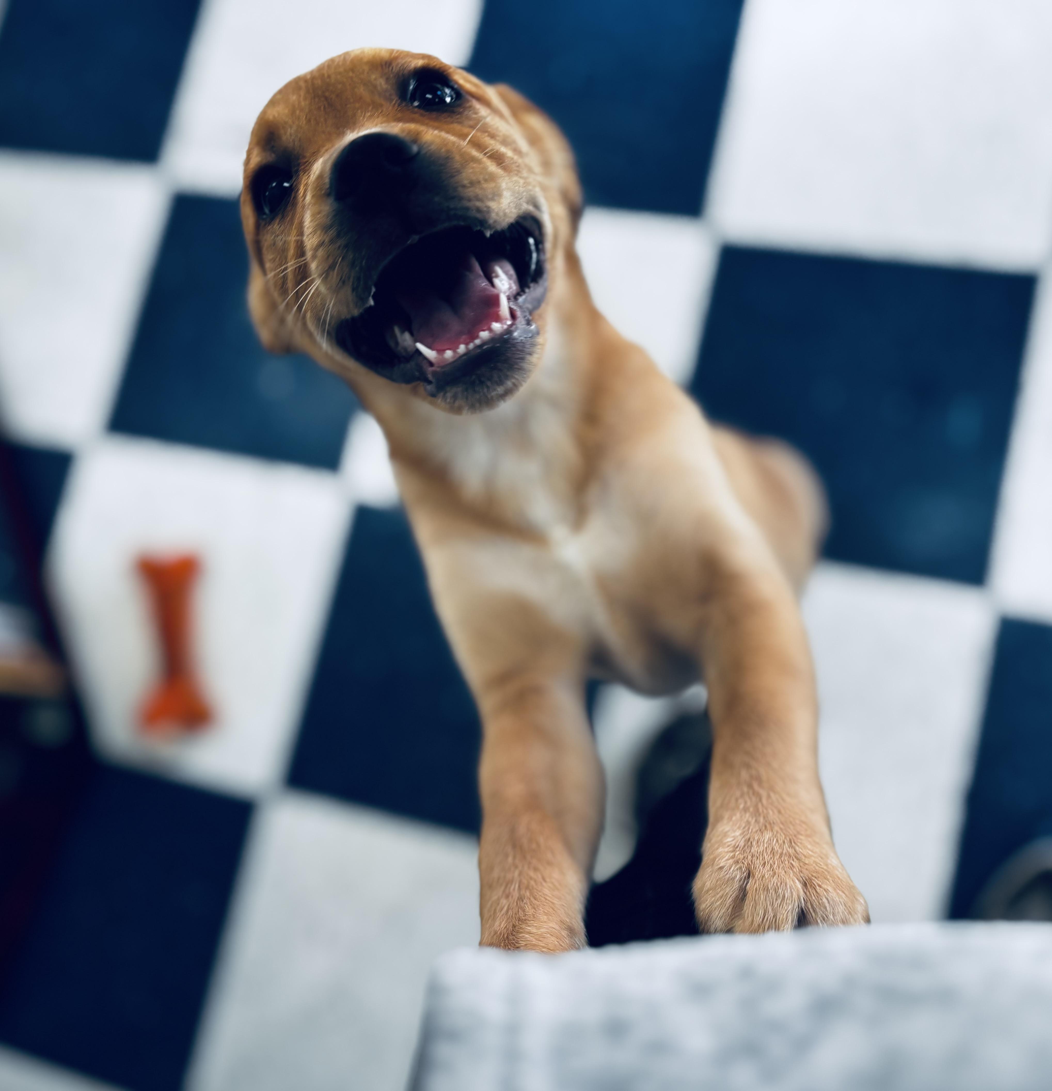 Enlarge Bixie, a ADOPTABLE mixed breed in Auburn, AL image 5/5