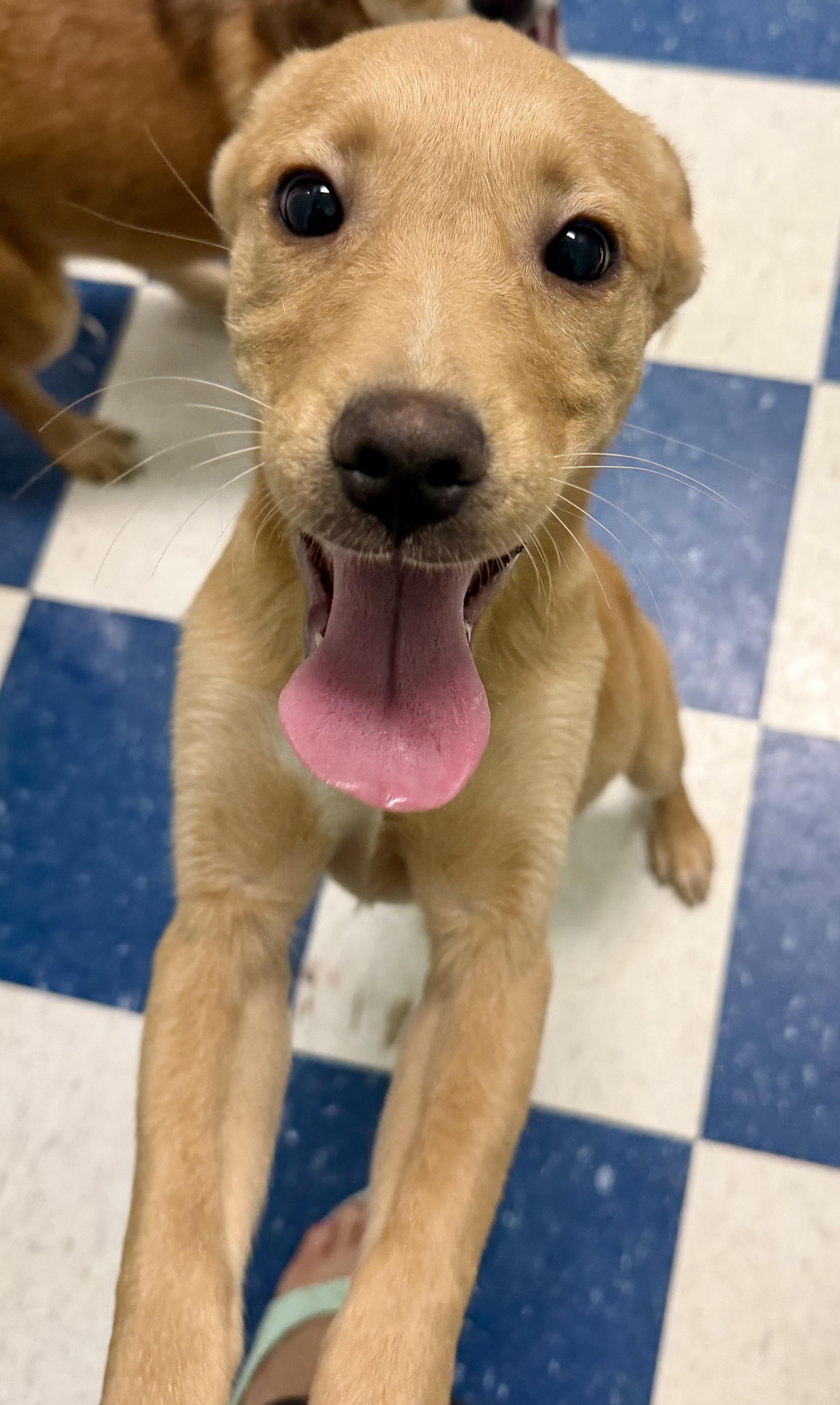 Enlarge Bixie, a ADOPTABLE mixed breed in Auburn, AL image 1/5