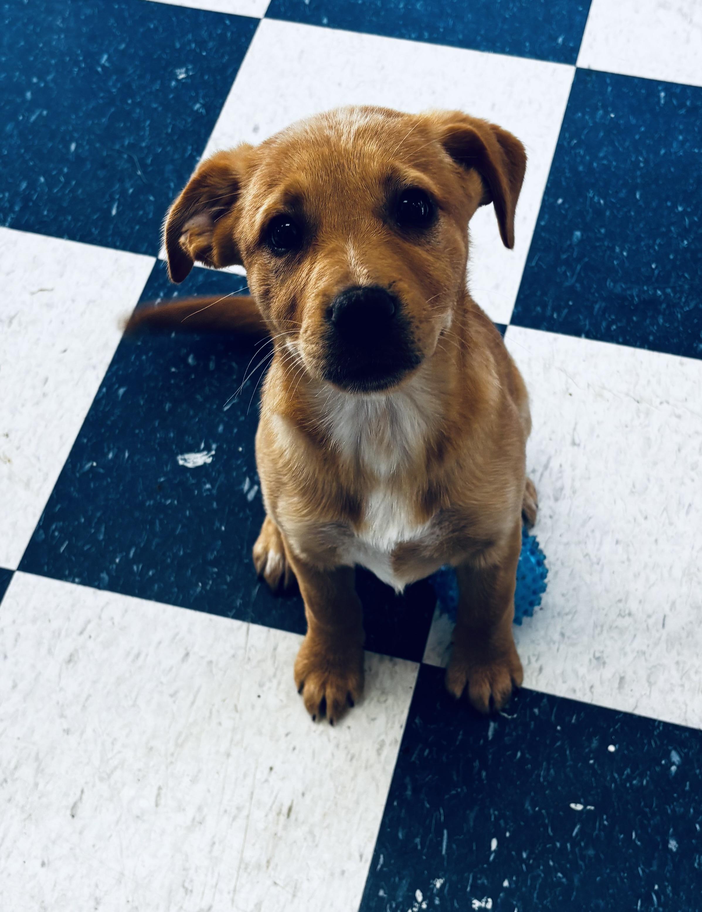 Enlarge Bixie, a ADOPTABLE mixed breed in Auburn, AL image 4/5