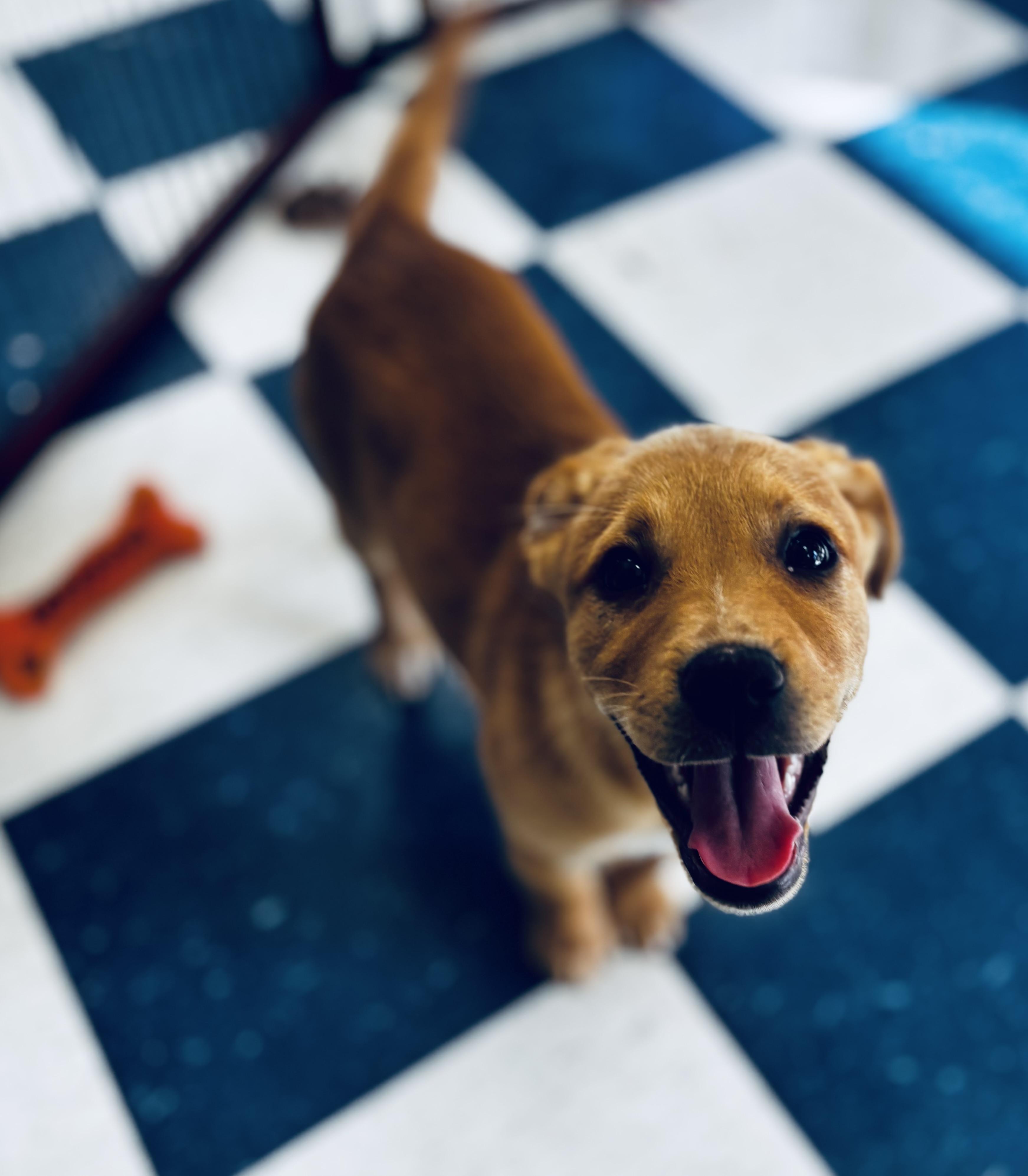 Enlarge Bixie, a ADOPTABLE mixed breed in Auburn, AL image 3/5