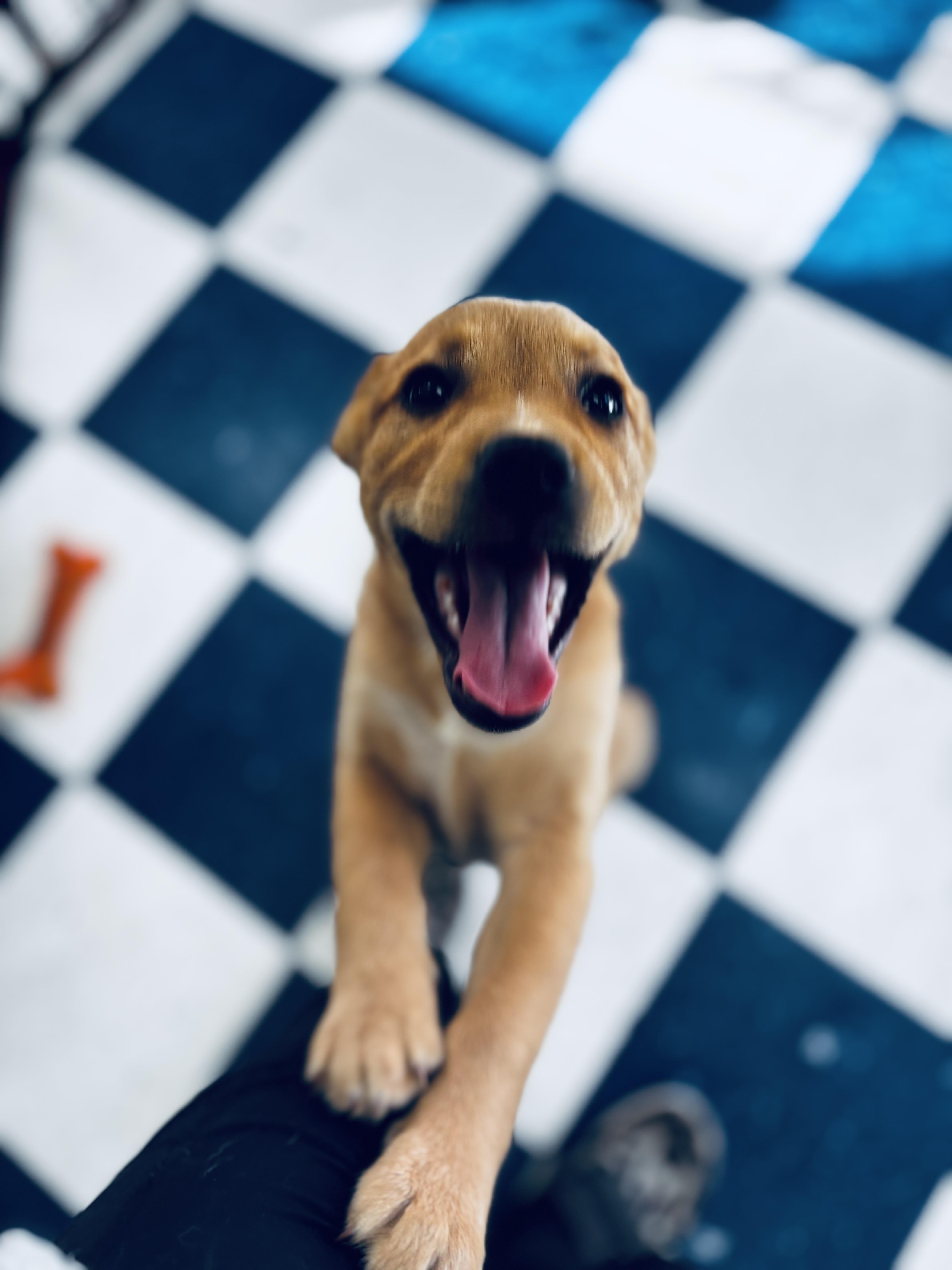 Enlarge Bixie, a ADOPTABLE mixed breed in Auburn, AL image 2/5