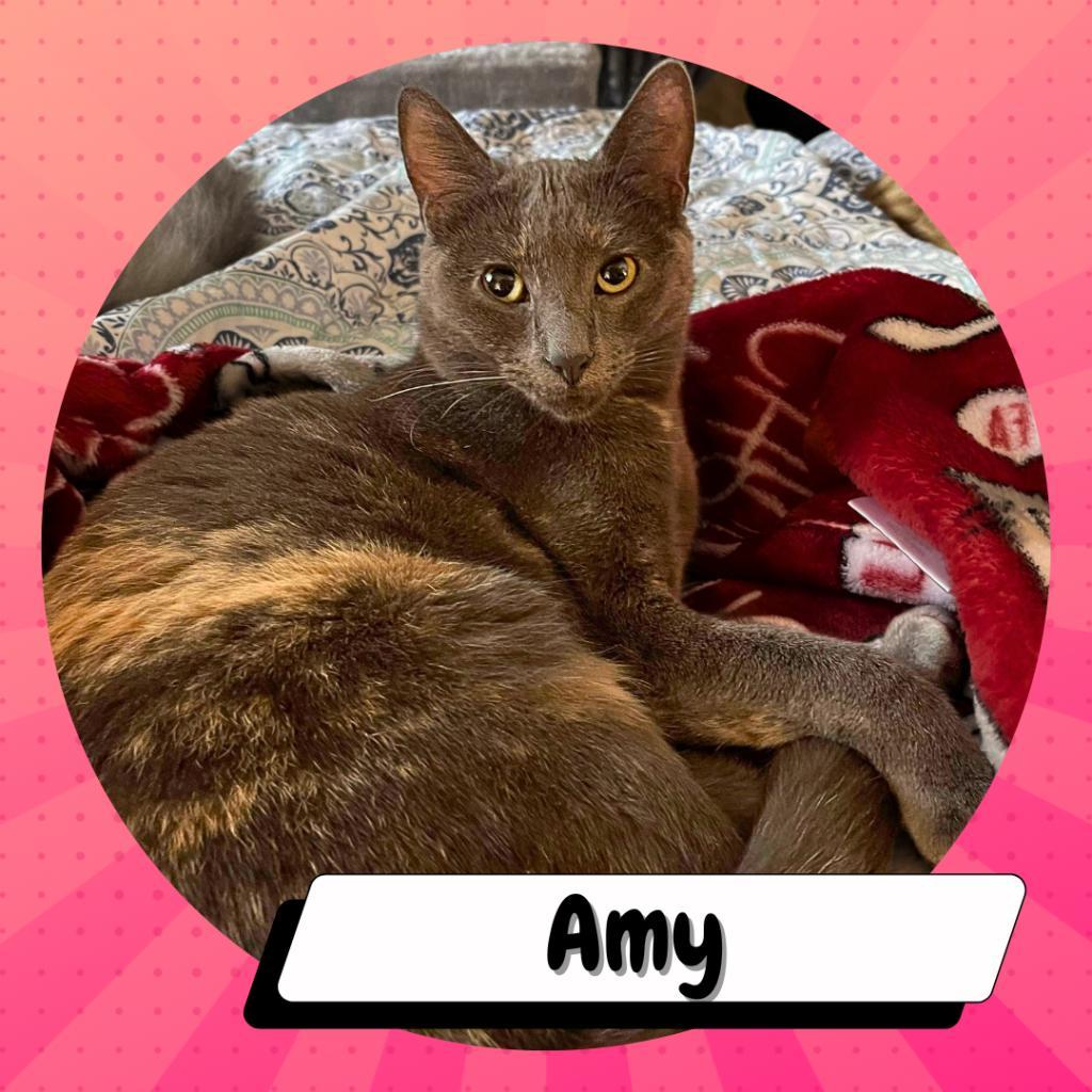 Enlarge Amy Farrah Fowler, a Adoptable American Shorthair in Suisun City, CA image 1/6